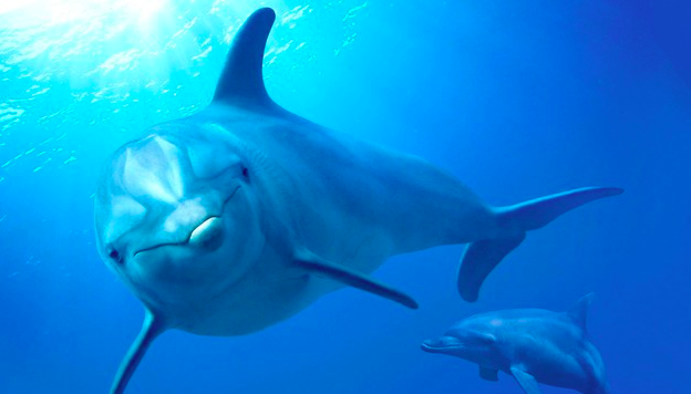 delfines nadando