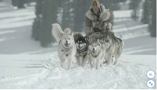 Hombre con varios perros bajando un sky