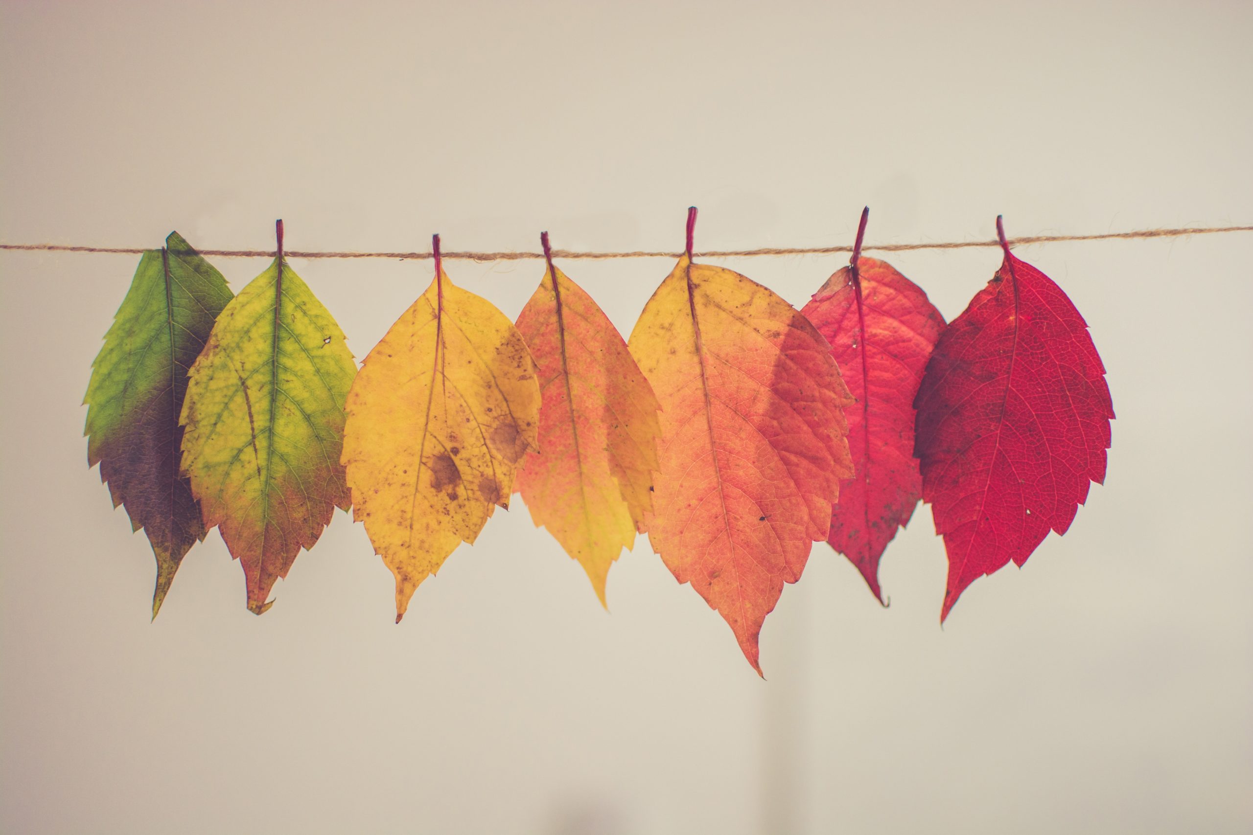 hojas de diferentes colores